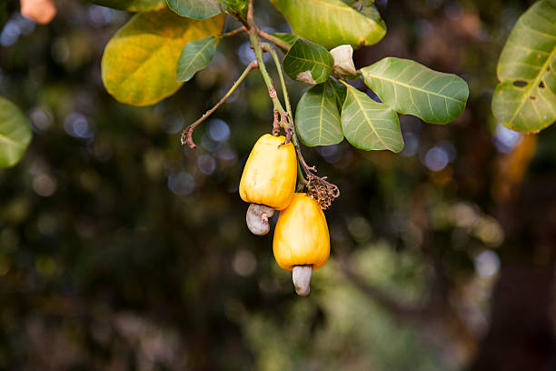 Cashew fruits (Anacardium occidentale) growing on a tree. This extraordinary nut grows outside the fruit