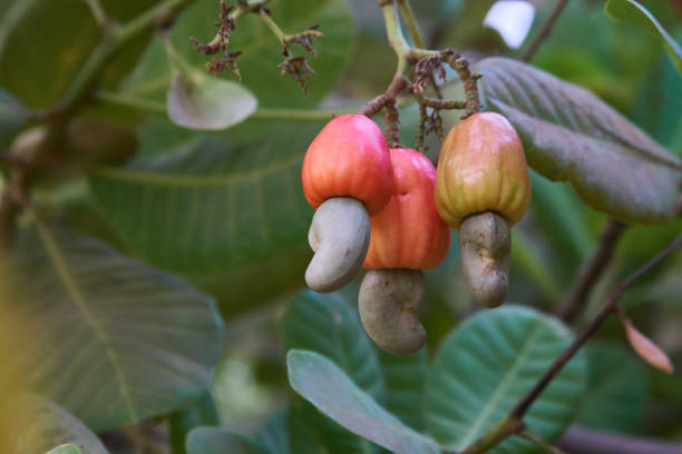 Some wild cashew fruits in a tree.