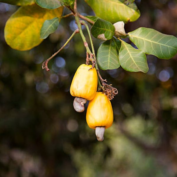 Cashew fruits (Anacardium occidentale) growing on a tree. This extraordinary nut grows outside the fruit